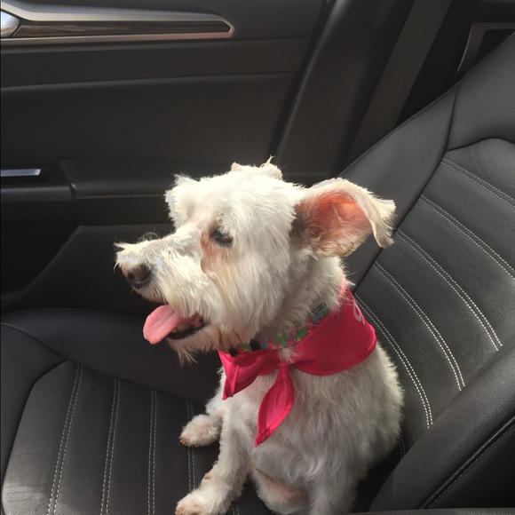 Meet your Posher, Randi - Picture 5 of 5